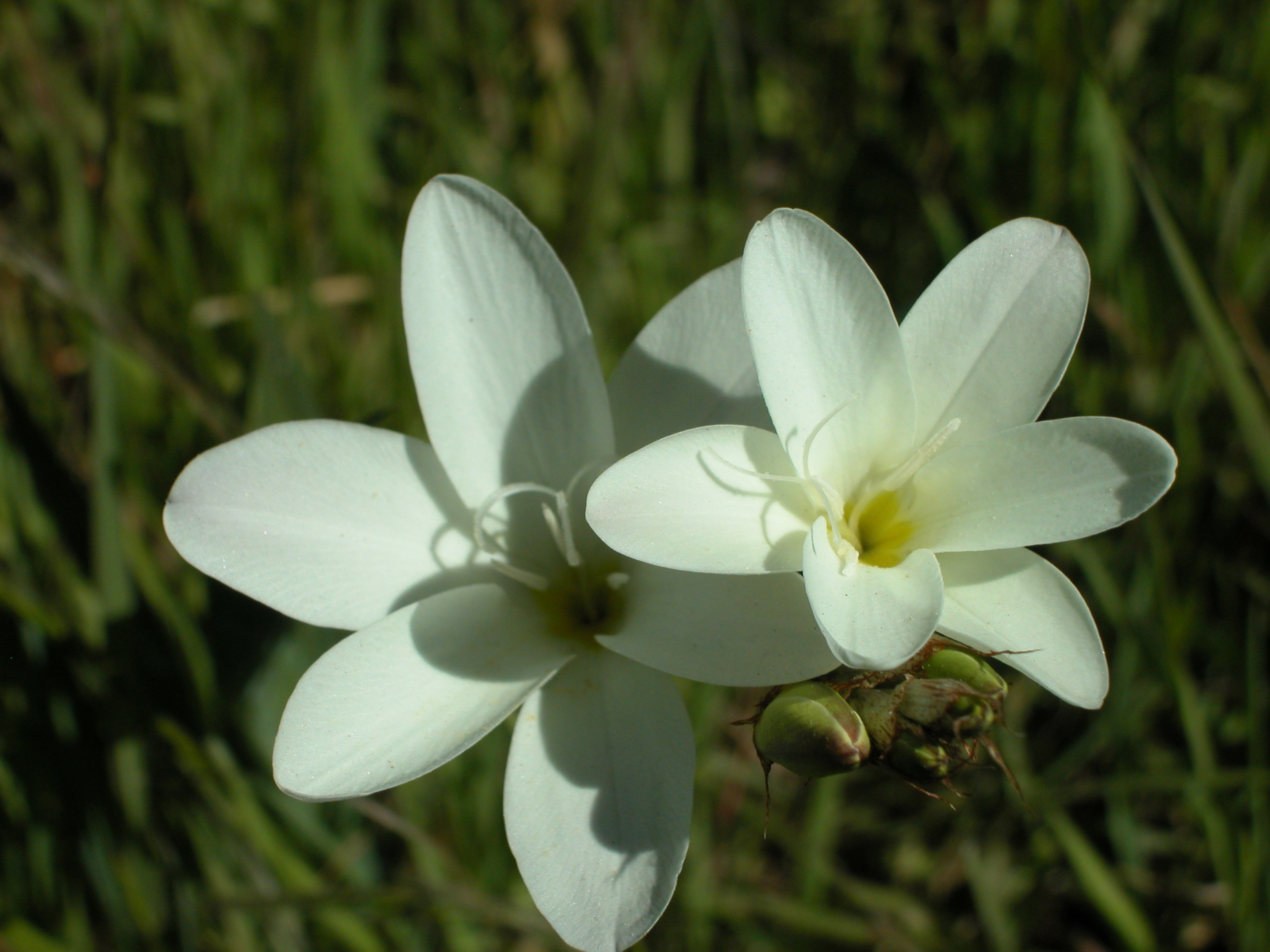 0927-Liliacees