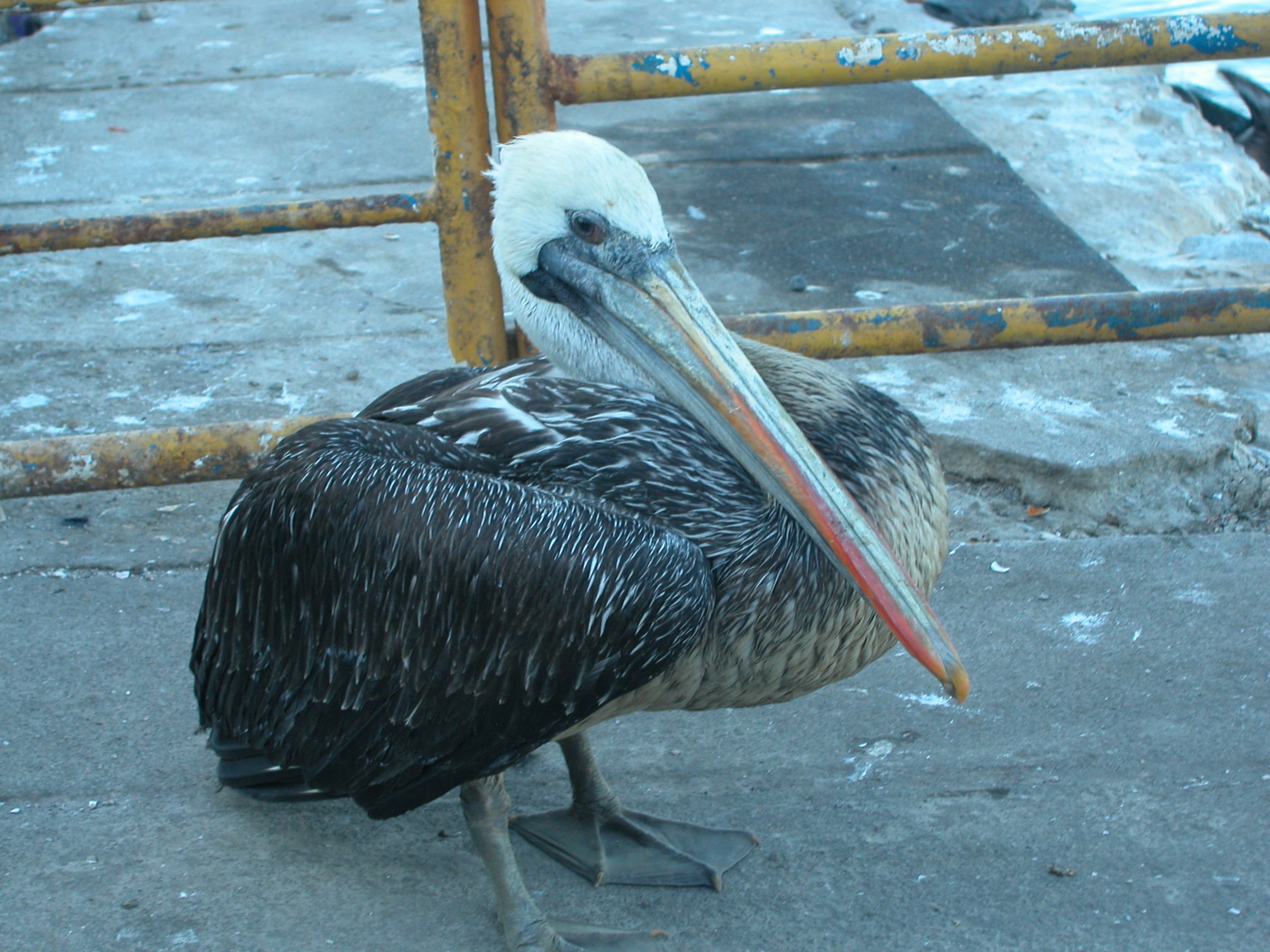 0926Pelican
