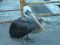 0926Pelican